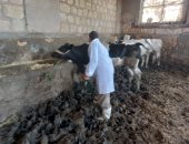 تحصين نحو 145 ألف رأس ماشية وأغنام ضد مرض الحمى القلاعية بالإسكندرية