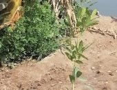 زراعة أشجار مثمرة بقرية طنبدى بمركز مغاغة فى المنيا ضمن "100 مليون شجرة"