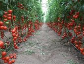 حلو الشام لمركزات الطماطم إحدى شركات بويميز القابضة بالتعاون مع مينزينى الإيطالية تطلق أكبر منصات التركيز فى مصر