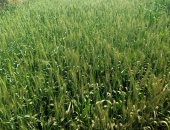 "خير بلدنا".. محصول القمح يزين الأراضى الزراعية فى المنوفية.. الفلاحون: القمح من المحاصيل الأساسية لدينا.. ووكيل وزارة الزراعة: لدينا 99 ألفا و690 فدانا على مستوى المحافظة.. ويؤكد: وفرنا الدعم الكامل للفلاح