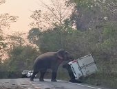 فيل يقلب سيارة في الأدغال لعدم انتظار سائقها عبوره الطريق.. فيديو وصور