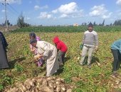 زراعة الشرقية: الانتهاء من حصاد المساحات المنزرعة بمحصول البنجر