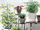 دليلك لاختيار النباتات المناسبة لكل غرفة فى المنزل.. من المطبخ للمعيشة