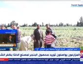 أحمد أبو اليزيد لـ"إكسترا نيوز": زراعة 630 ألف فدان بنجر توفر 12.5 مليون طن محصول