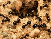 5 حيوانات مذهلة يمكنها اكتشاف الأمراض البشرية.. منها النمل والحمام