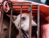 ناشطو حقوق الحيوان ينقذون 200 كلب من الذبح فى كوريا الجنوبية