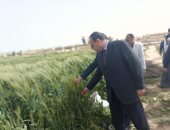 افتتاح موسم الحصاد لإنتاج مدرسة زراعية بشمال سيناء
