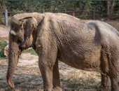 يعانى من تشوه فى العمود الفقرى.. مأساة فيل بعد عقود من حمل السياح (فيديو)