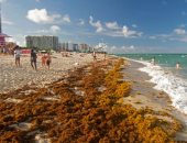 يمكن رؤيتها من الفضاء.. كتلة أعشاب بحرية ضخمة تهدد شواطئ فلوريدا