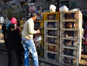 استقرار فى أسعار الدواجن بالأسواق قبل رمضان