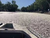 ملايين الأسماك النافقة تغطى نهرا فى أستراليا.. ما القصة؟ (فيديو)