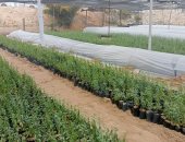 توزيع  10 آلاف شجرة لوز مجانا على المزارعين بالشيخ زويد فى شمال سيناء