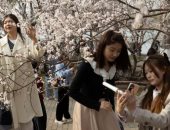 الربيع بطعم الورد.. موسم إزهار أشجار الكرز في طوكيو وواشنطن وبكين 