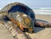 العثور على سلحفاة بحرية نادرة ميتة على شاطئ ولاية أوريجون الأمريكية