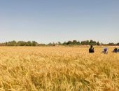 زراعة الوادى الجديد: الاستعداد لموسم حصاد القمح وبدء تقدير إنتاجية الفدان