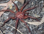 اسمه "عظمة".. اكتشاف نوع جديد ونادر من العناكب فى أستراليا