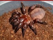 اكتشاف نوع جديد ونادر من العناكب المسحورة فى أستراليا.. فيديو