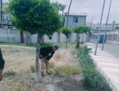 رفع كفاءة مثلث حدائق مستشفى الرمد ضمن مبادرة 100 مليون شجرة بالإسكندرية