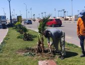 رفع كفاءة أشجار كورنيش المنتزه ضمن مبادرة 100 مليون شجرة بالإسكندرية