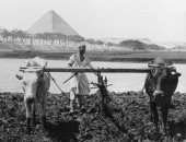شاهد صورة نادرة لترعة المريوطية بالهرم عام 1900