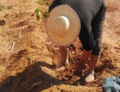 رئاسة مركز بلاط بالوادى الجديد تستكمل مبادرة 100 مليون شجرة بالقرى