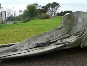 سرقة جمجمة حوت عملاق يبلغ ارتفاعها 4 أمتار من متحف أسترالى.. صور
