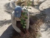 زراعة 600 شجرة مثمرة ضمن المبادرة الرئاسية فى شوارع رأس البر 