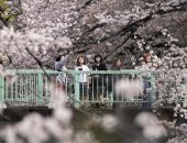 حدائق اليابان تستقبل زوارها للاستمتاع بموسم تفتح أزهار الكرز