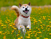 "شيبا إينو" كلب أثار به إيلون ماسك الجدل بعد اختياره شعار تويتر