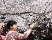 أشجار الكرز تتفتح فى حدائق كوريا الجنوبية استقبالا لفصل الربيع