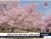 القاهرة الإخبارية تعرض تقريرا عن مهرجان "هانامي" لمشاهدة الزهور