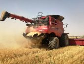 زراعة القليوبية: 40 ألف فدان منزعة بالقمح ونستهدف زيادة توريد الغلال