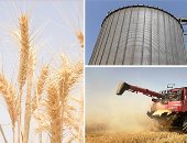 وكيل وزارة الزراعة فى جنوب سيناء: غدا بدء توريد القمح إلى الصوامع