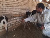 تحصين 45989 رأس ماشية ضد مرضى الحمى القلاعية وحمى الوادى المتصدع بالأقصر.. صور