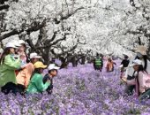 الدنيا بلون الورد.. حدائق العالم تتفتح استقبالا لفصل الربيع