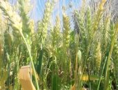 سنابل القمح والشعير جاهزة للحصاد بمناطق زراعتها فى شمال سيناء.. صور