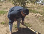 الأشجار المثمرة تغزو القرى والوحدات المحلية بالمنيا.. صور