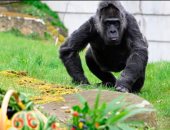 عمرها 66 سنة.. حديقة حيوان برلين تحتفل بعيد ميلاد أكبر غوريلا فى العالم