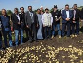 أشهرها "أليسون".. شاهد بدء حصاد محصول البطاطس بالمنيا.. صور