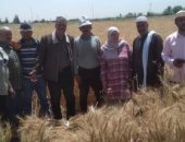 الإرشاد الزراعى: سنابل القمح الصفراء تزين الحقول فى بورسعيد.. صور