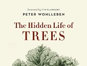 الحياة السرية للأشجار.. كيف تتواصل الكائنات للخضراء وتعيش مع الشبكات الاجتماعية؟