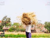 حلاوة قمحنا.. أروع المشاهد فى موسم حصاد وتوريد المحصول بالمنوفية