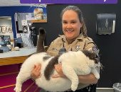 ملجأ لرعاية الحيوانات يعلن تبنى قطة تزن 40 رطلا فى ولاية فرجينيا