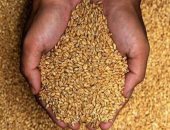 توريد 5661 طنا من محصول القمح بالشون والصوامع الحكومية بمراكز المنيا