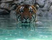 حدائق حيوانات مكيفة.. الهند تتحدى ارتفاع درجات الحرارة 