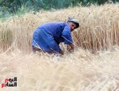 توصيات عاجلة من الزراعة للمزارعين اليوم.. تعرف عليها