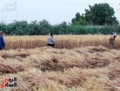 خطة التنمية الاقتصادية 23/24 تستهدف الاكتفاء الذاتى من القمح والذرة بنسبة 49%