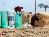 الزراعة تتابع حصاد وتوريد القمح فى محافظة البحيرة