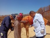 "‫الزراعة" تختتم أعمال القافلة البيطرية المجانية بمحافظة شمال سيناء