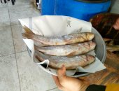 استمرار الإقبال على شراء الأسماك المملحة في الغربية بعد شم النسيم والعيد.. صور